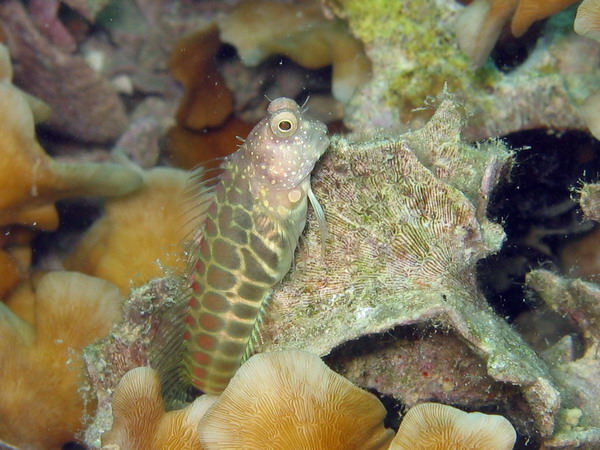 Segmented Blenny