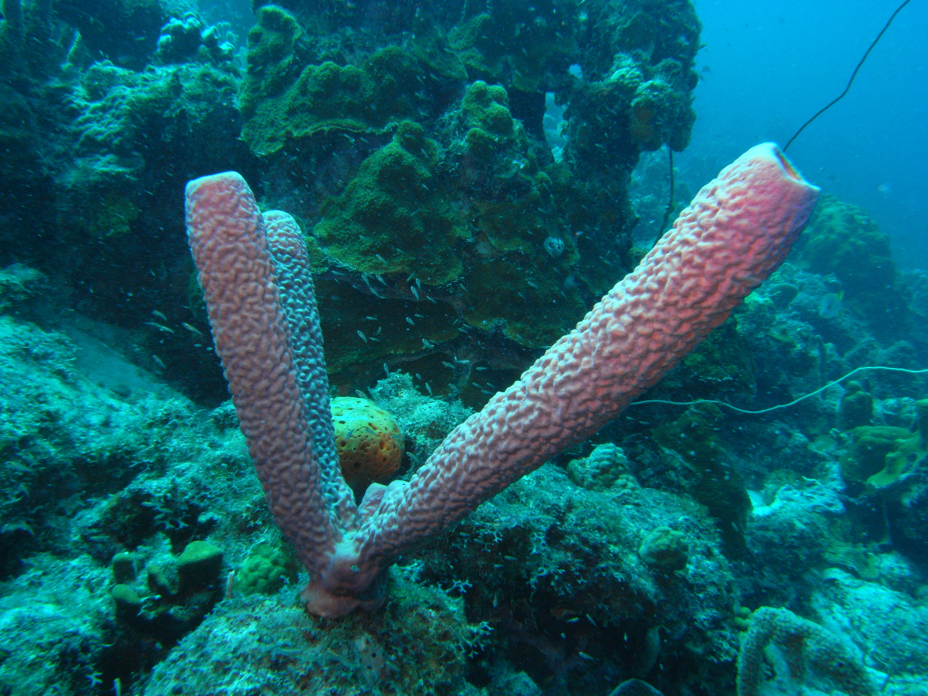 Seldom Reef, Curacao