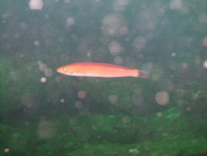 Senorita fish (Oxyjulis californica)