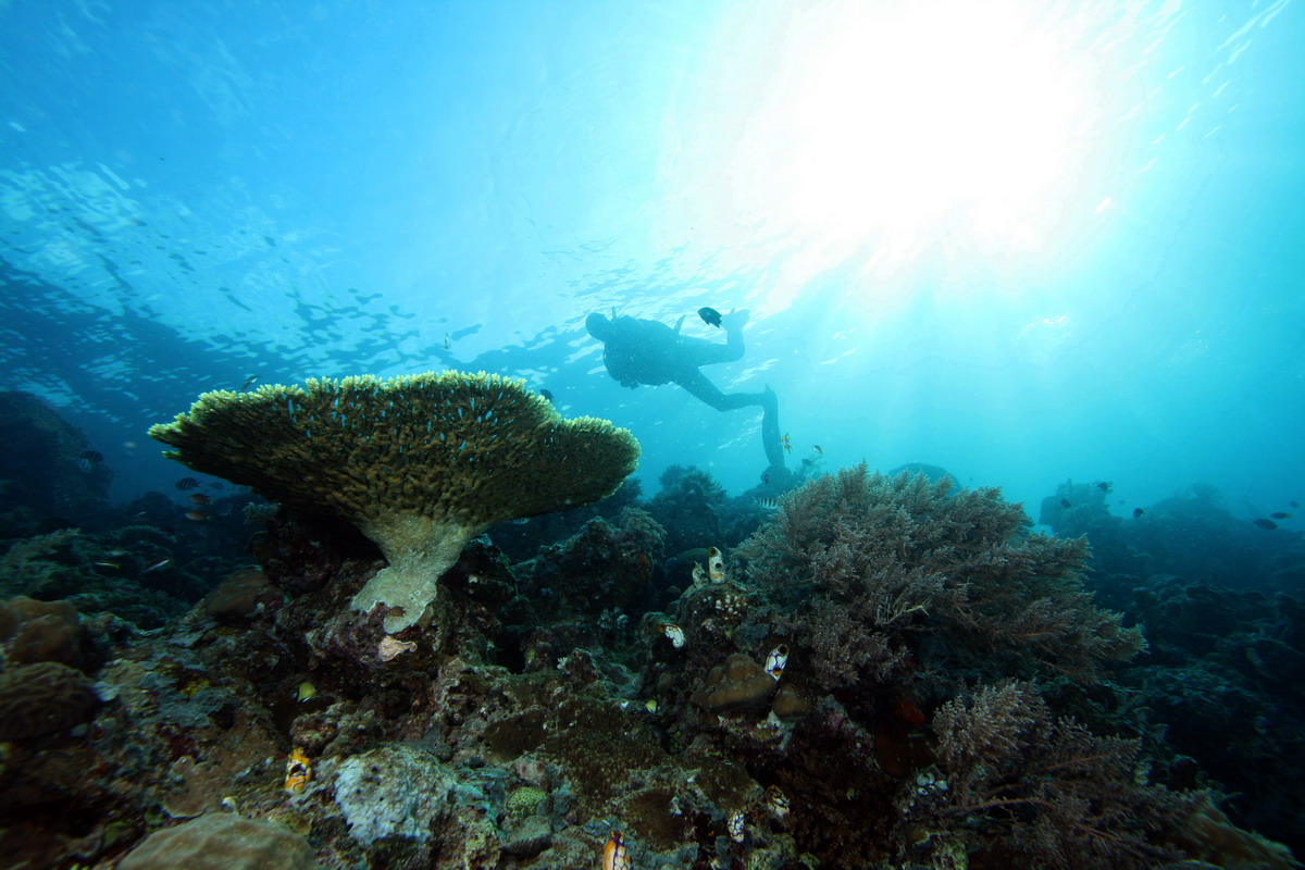 Sep 26- Oct 01 2010. Selayar Island , South Sulawesi, Indonesia