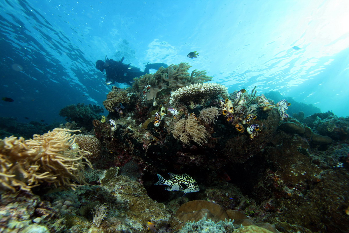 Sep 26- Oct 01 2010. Selayar Island , South Sulawesi, Indonesia