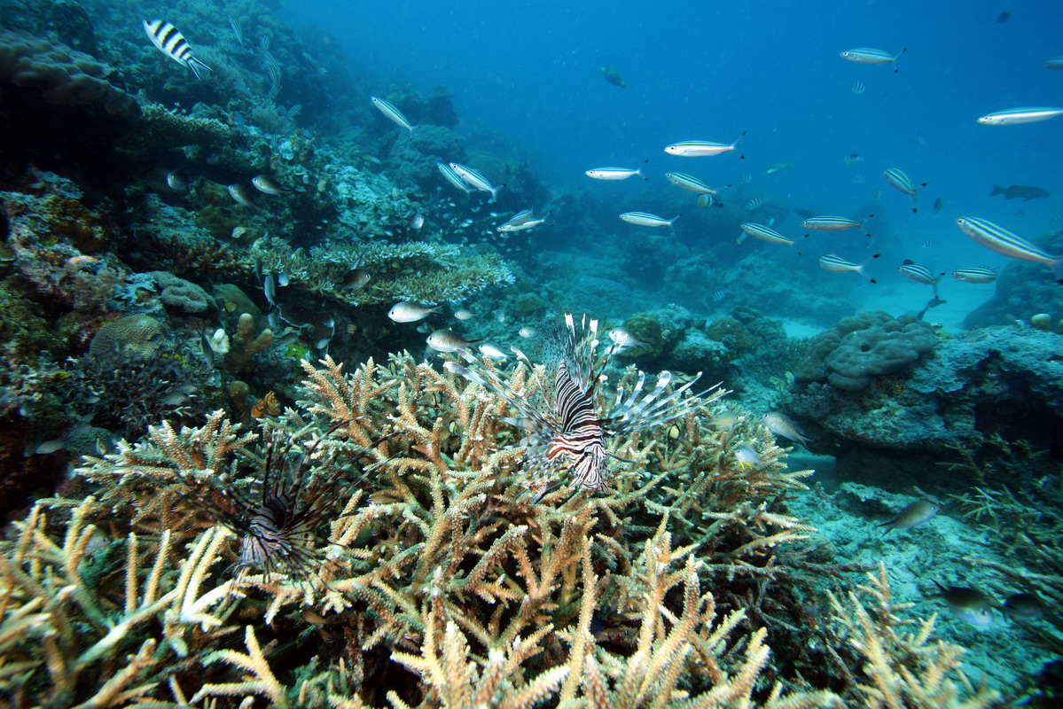 Sep 26- Oct 01 2010. Selayar Island , South Sulawesi, Indonesia