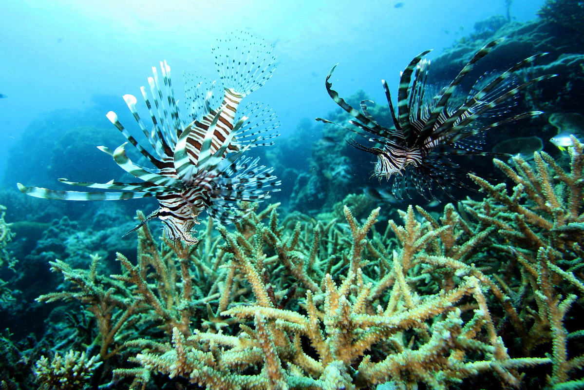 Sep 26- Oct 01 2010. Selayar Island , South Sulawesi, Indonesia