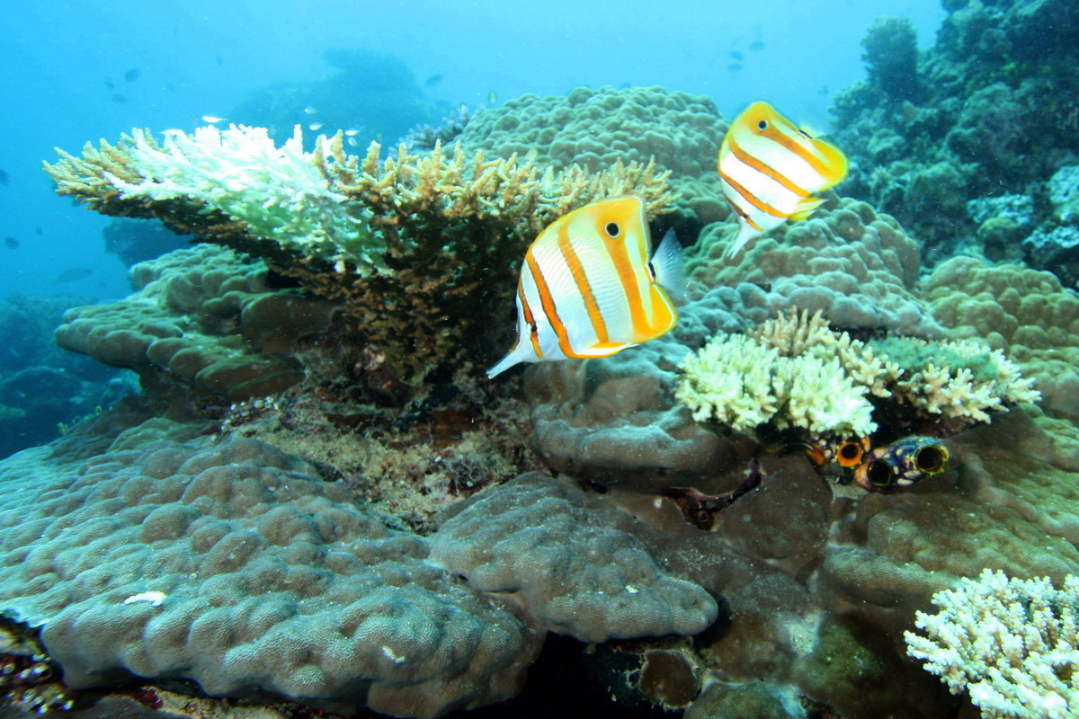 Sep 26- Oct 01 2010. Selayar Island , South Sulawesi, Indonesia