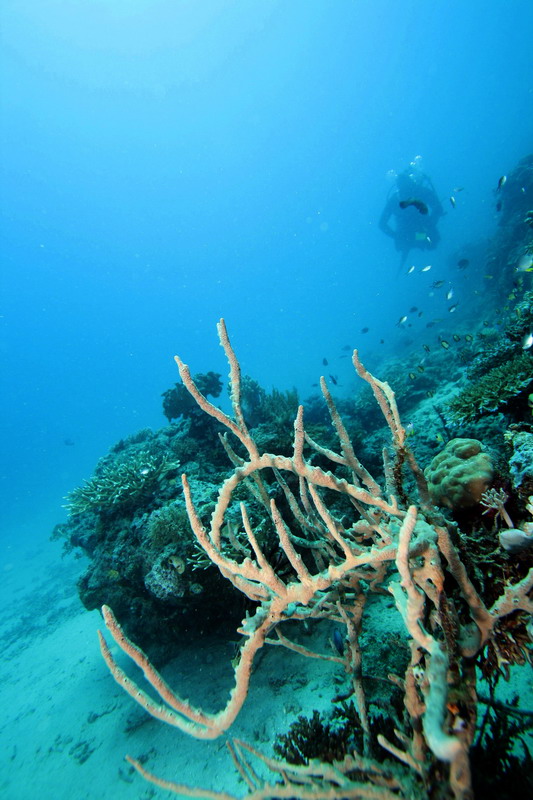 Sep 26- Oct 01 2010. Selayar Island , South Sulawesi, Indonesia