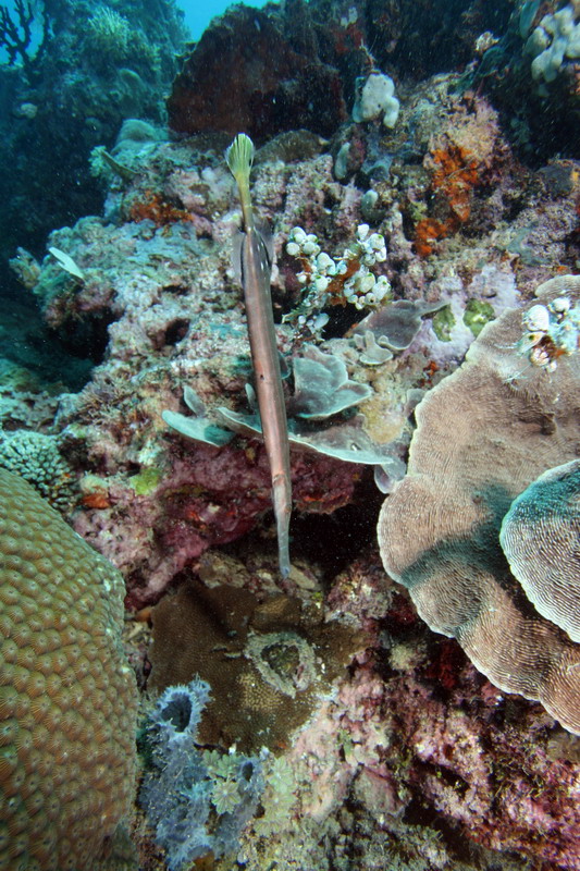 Sep 26- Oct 01 2010. Selayar Island , South Sulawesi, Indonesia