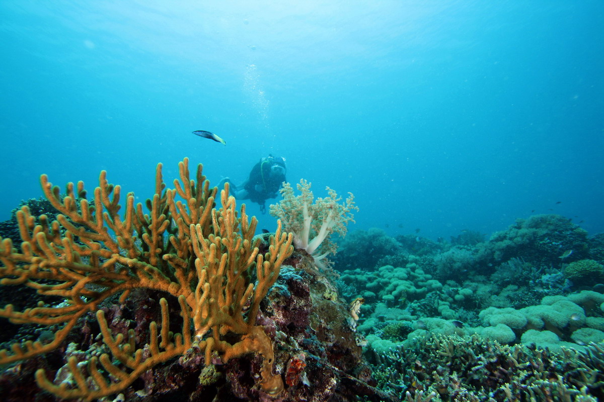 Sep 26- Oct 01 2010. Selayar Island , South Sulawesi, Indonesia