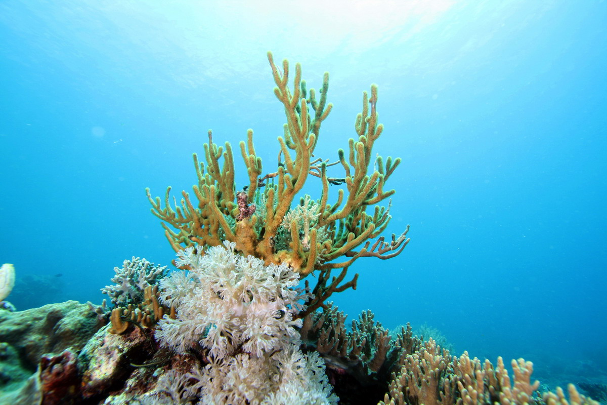Sep 26- Oct 01 2010. Selayar Island , South Sulawesi, Indonesia