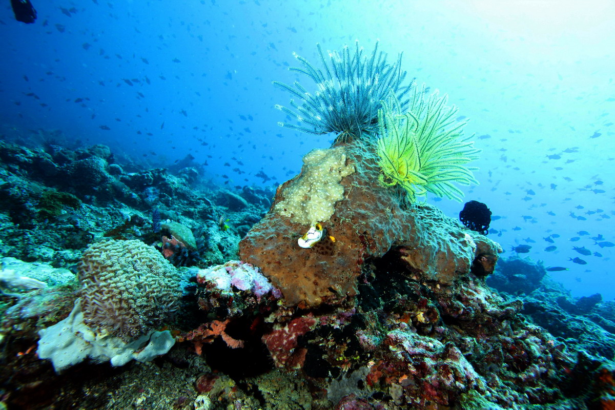 Sep 26- Oct 01 2010. Selayar Island , South Sulawesi, Indonesia
