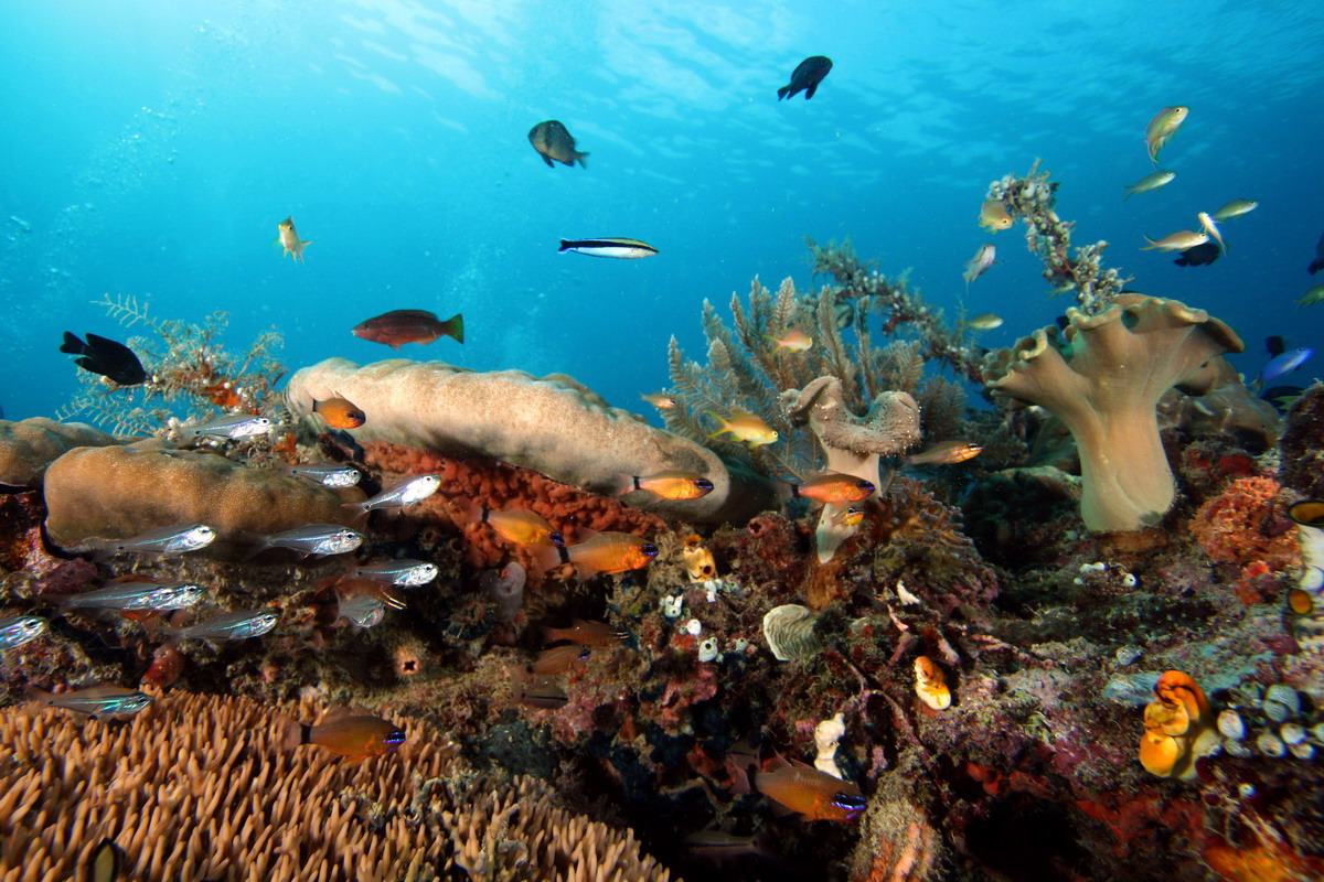Sep 26- Oct 01 2010. Selayar Island , South Sulawesi, Indonesia