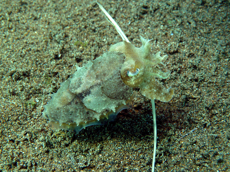 Sepia: dwarf cuttlefish