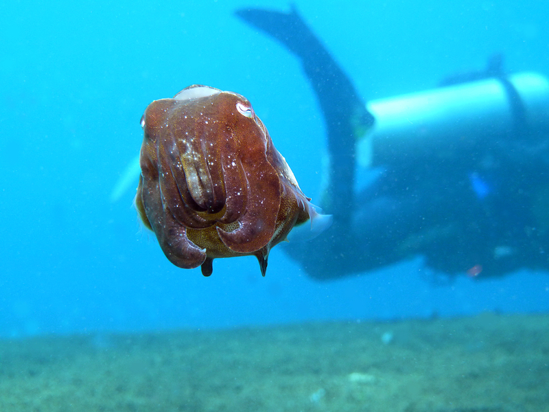 Sepia: Dwarf cuttlefish