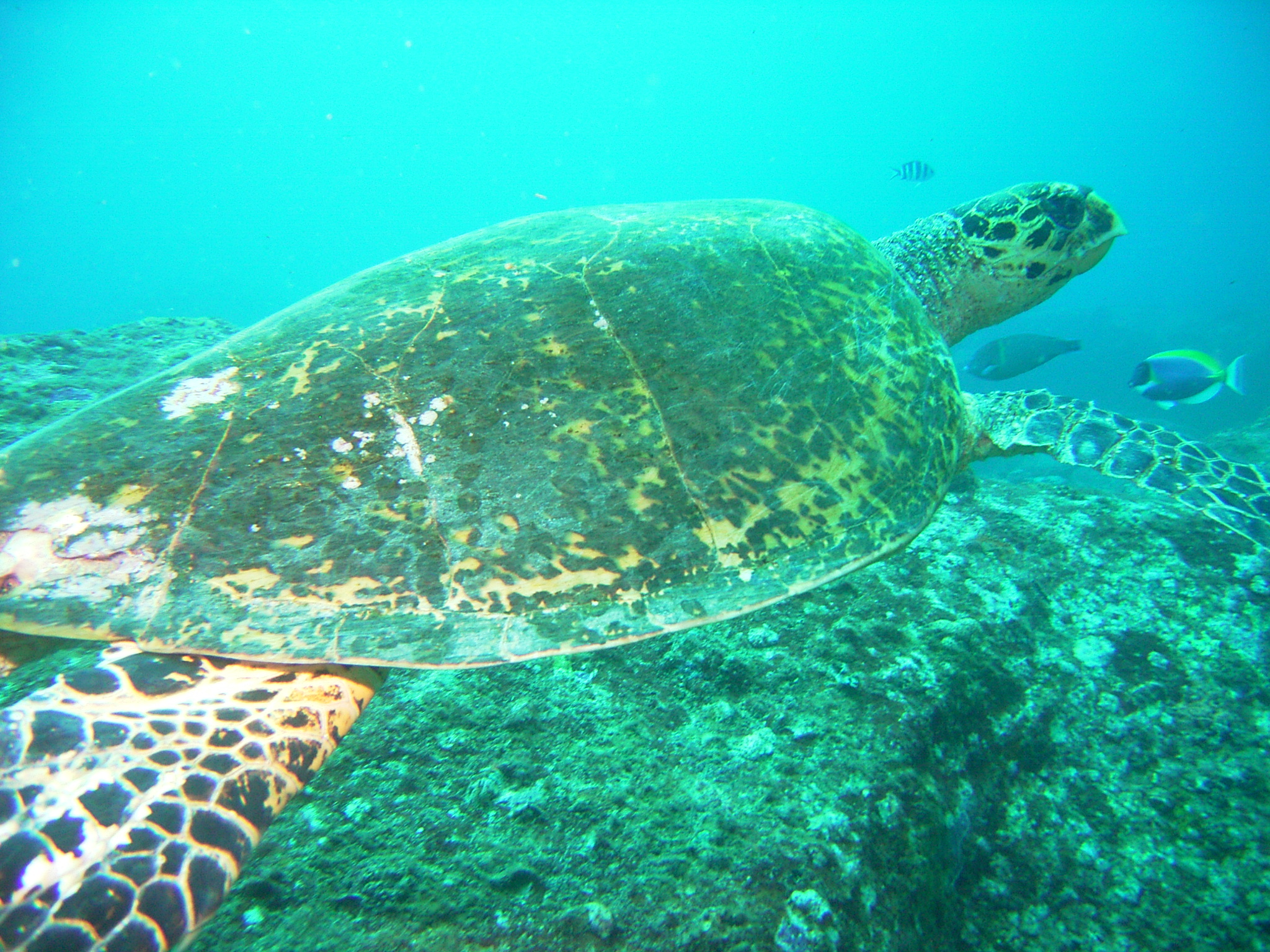 Seychelles