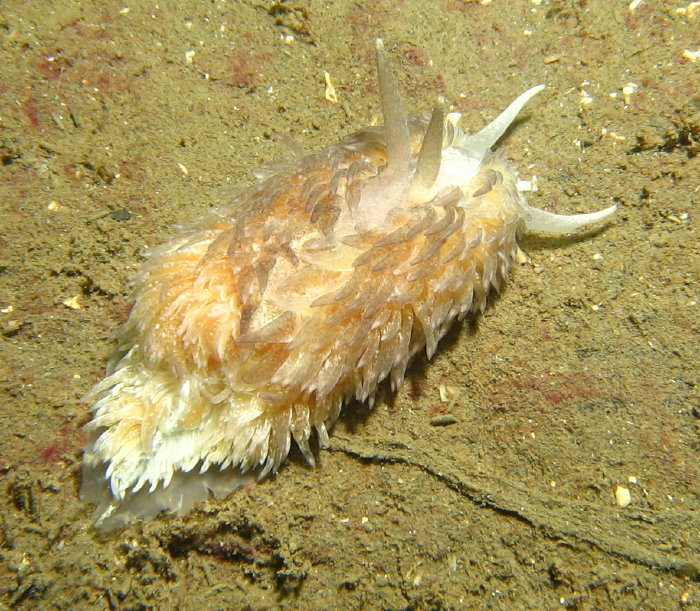 Shaggy Mouse Nudibranch