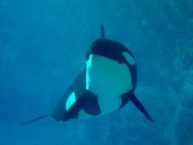 Shamu - SeaWorld