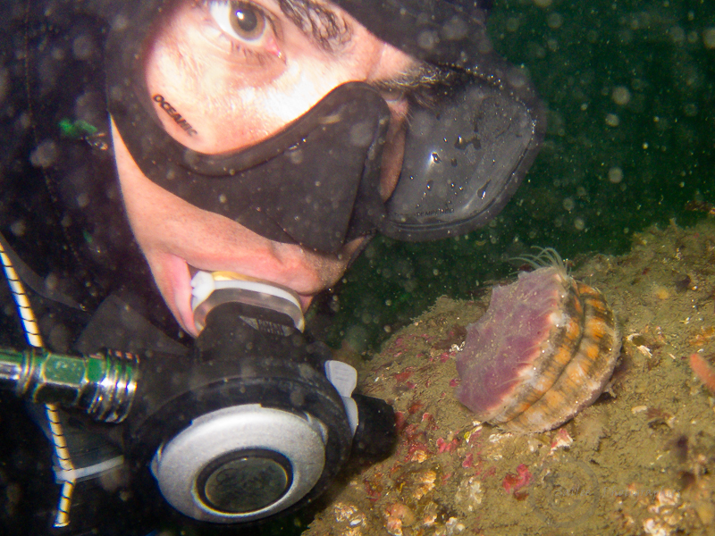Shane and the Scallop