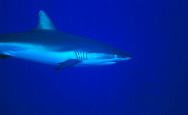 Shark-1-Palau