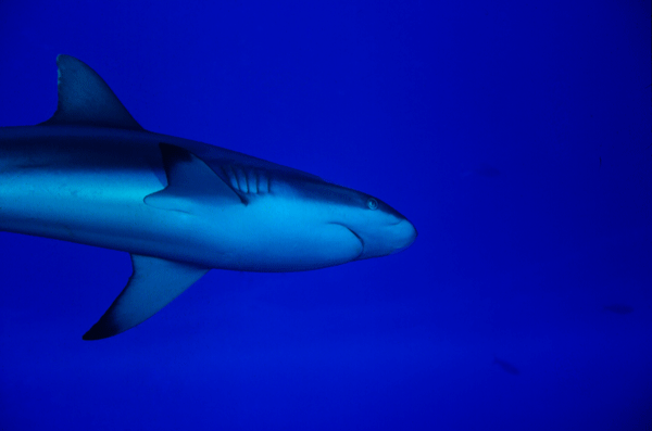 Shark-3-Palau