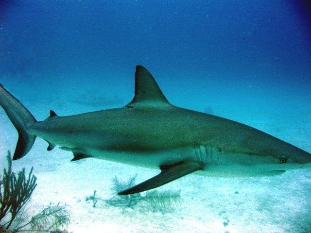 Shark 4