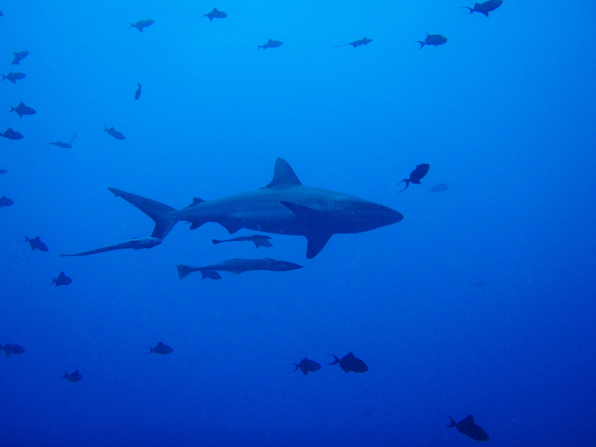 Shark 500 +Remora