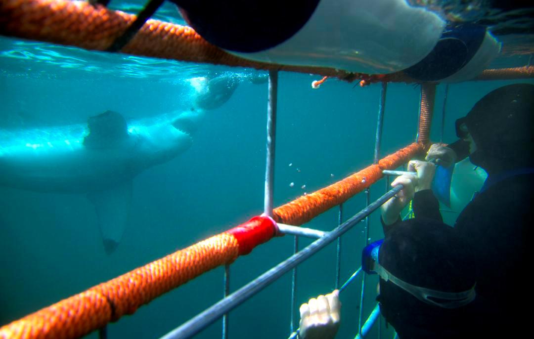 Shark cage diving at Gansbaay