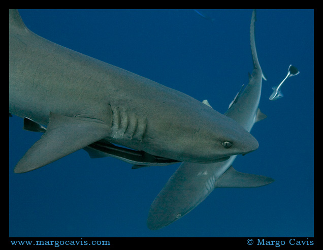 Shark Crossing