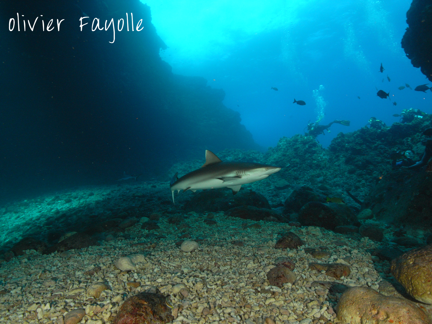 Shark dive in mauritius