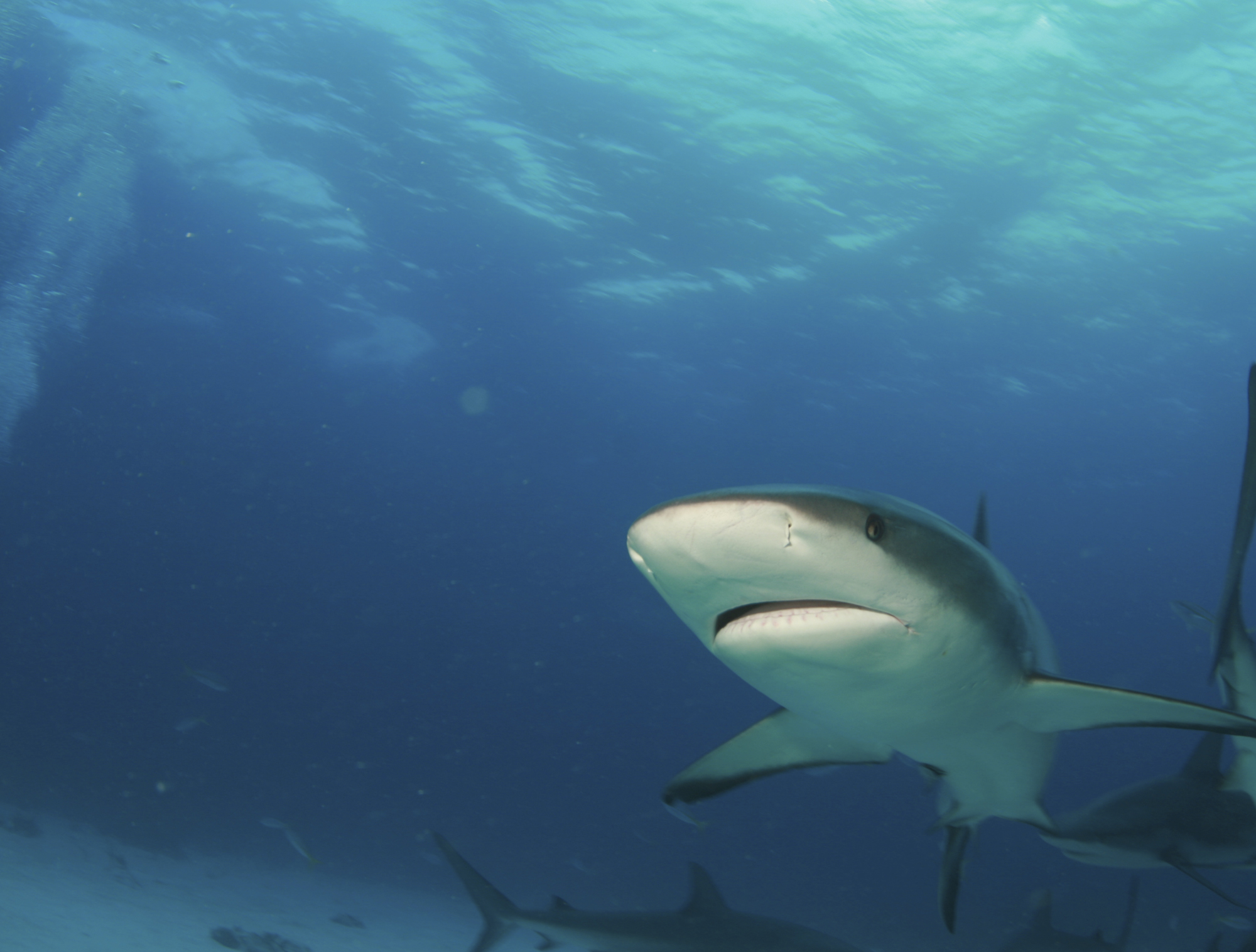 Shark Dive in the Bahamas