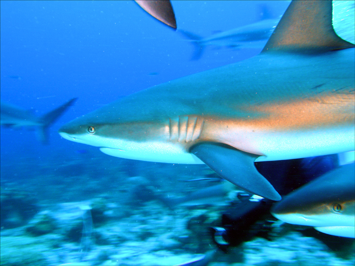 Shark Dive, Roatan