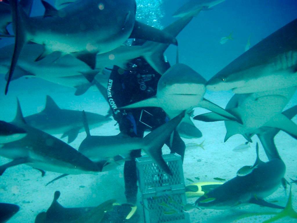 Shark Dive with Stuart's Cove (Nassau, Bahamas 090104)