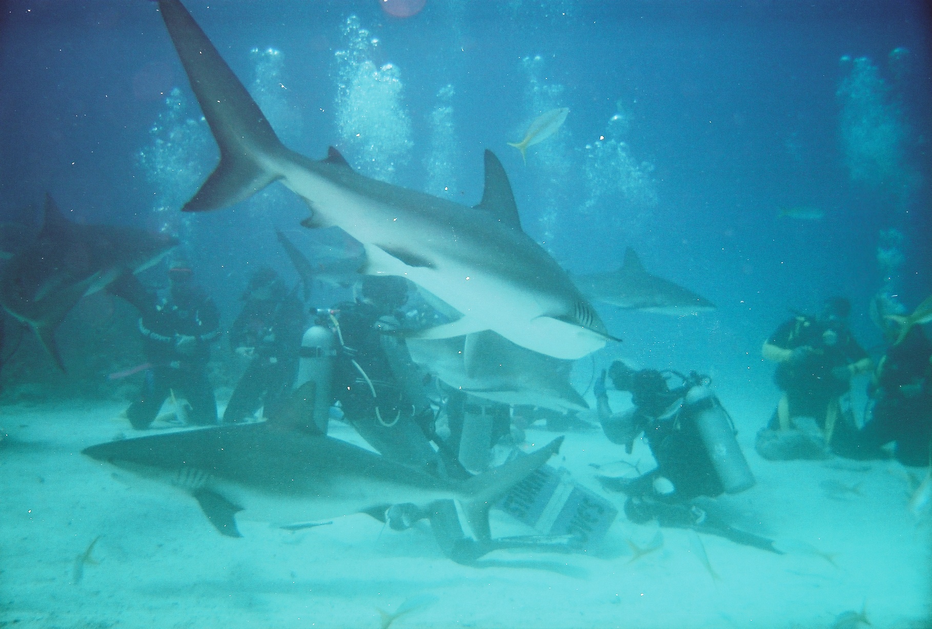 shark dive