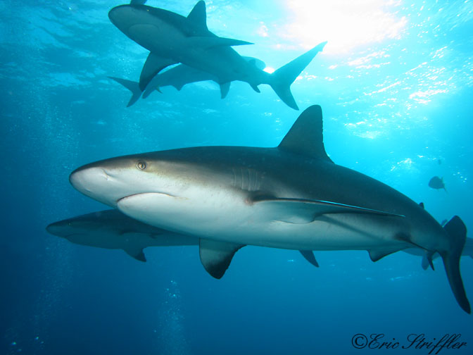 Shark Dives at Stuart's Cove