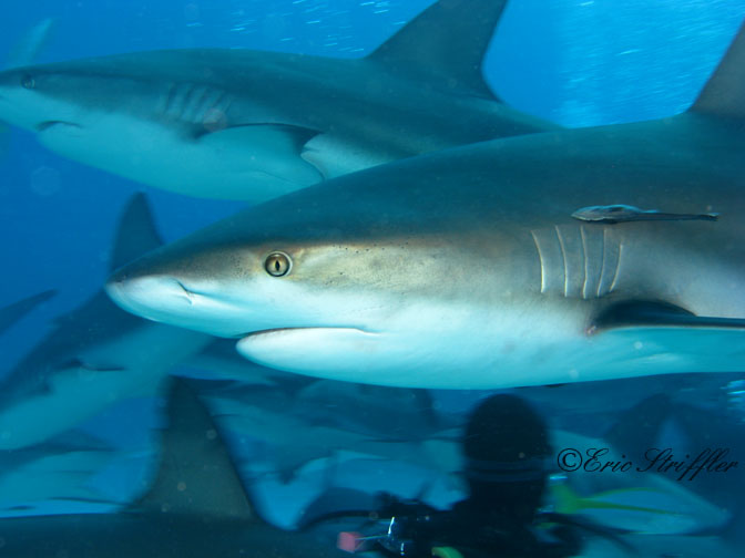 Shark Dives at Stuart's Cove