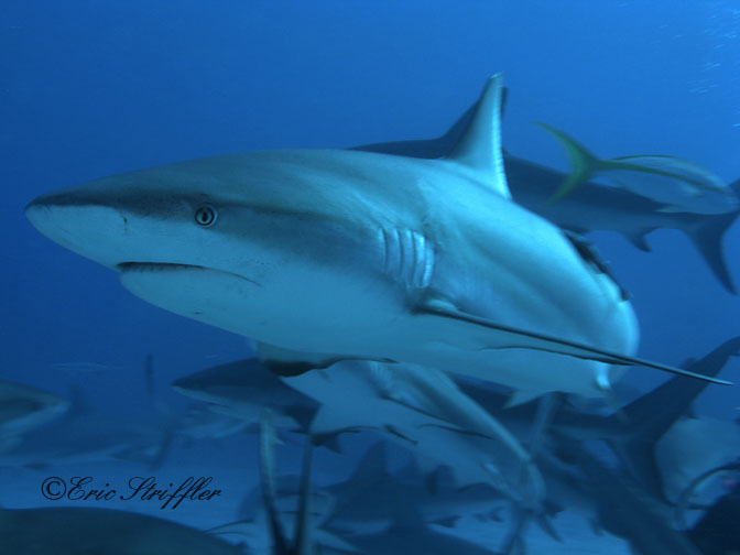 Shark Dives at Stuart's Cove