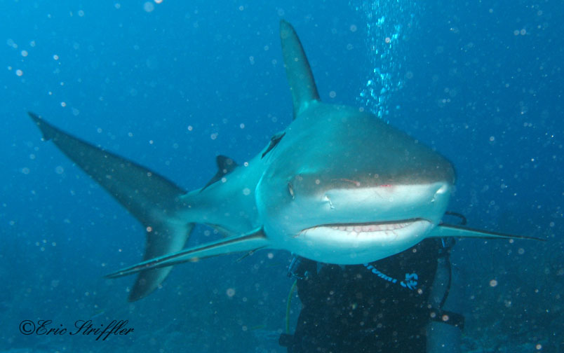 Shark Dives at Stuart's Cove