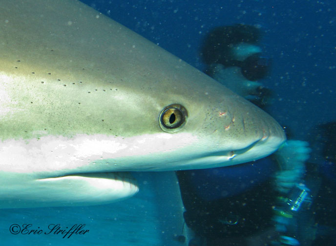 Shark Dives at Stuart's Cove