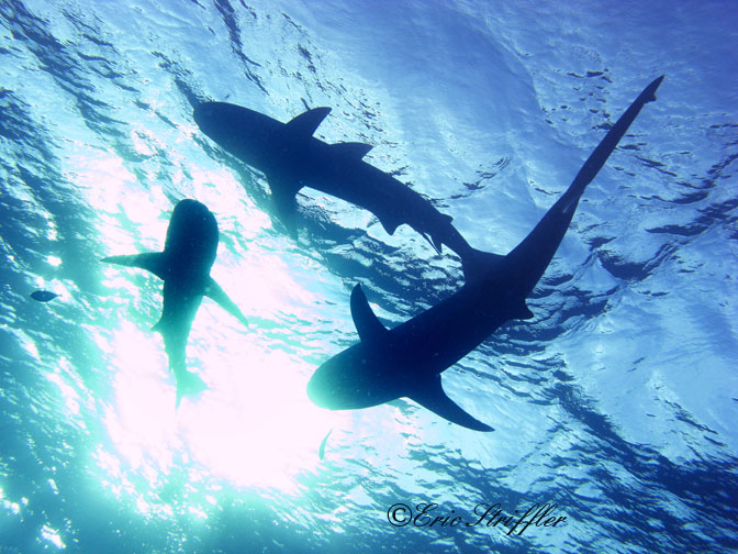 Shark Dives at Stuart's Cove