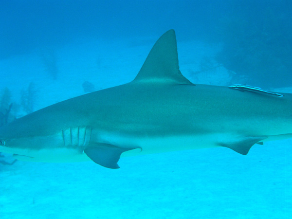 Shark -- extreme close-up