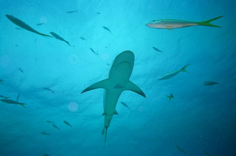 Shark Feed 2