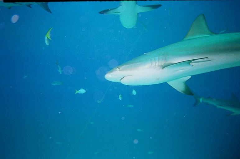 Shark Feed 4