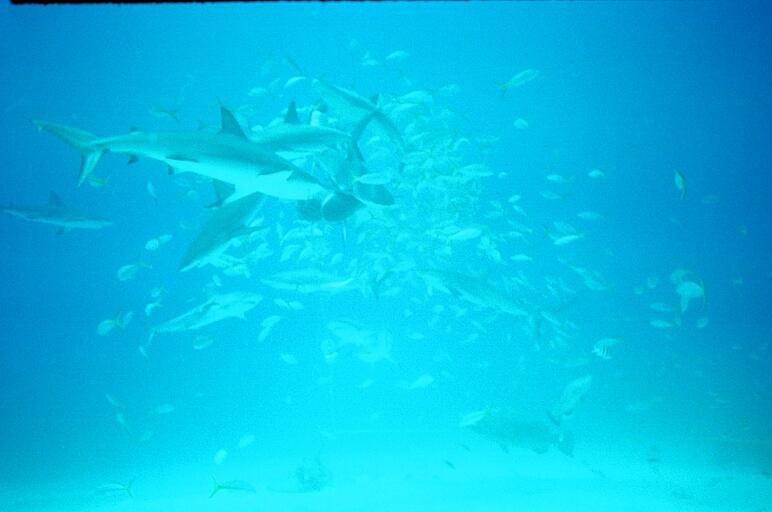 Shark feed 5