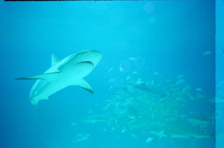 Shark Feed 6