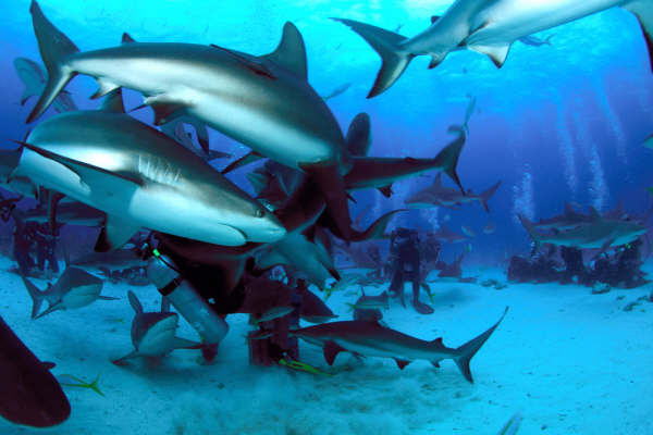 shark feed dive .Bahamas