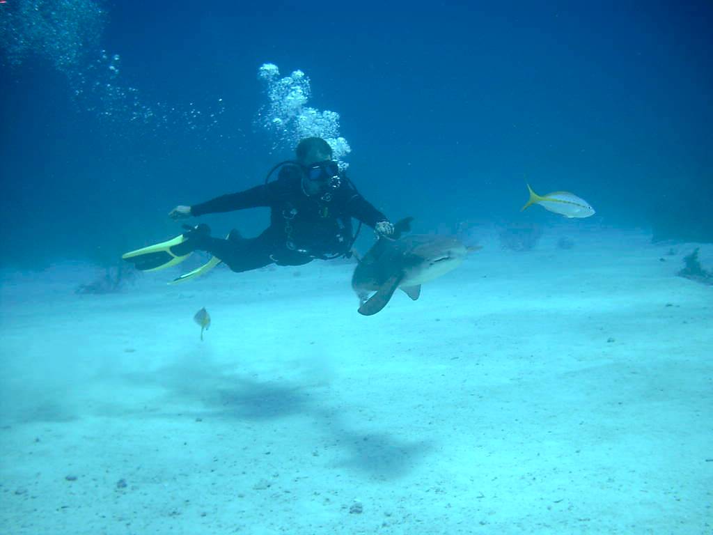 Shark Feeder Plays with Nurse Shark (Nassau, Bahamas 090104)