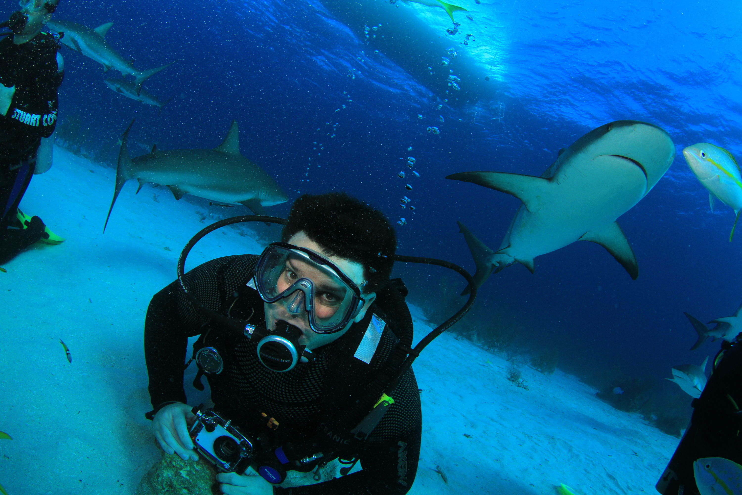 Shark Feeding Dive Bahamas