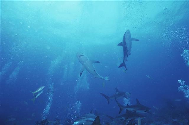 Shark Frenzy