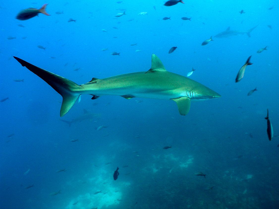 Shark in Galapagos