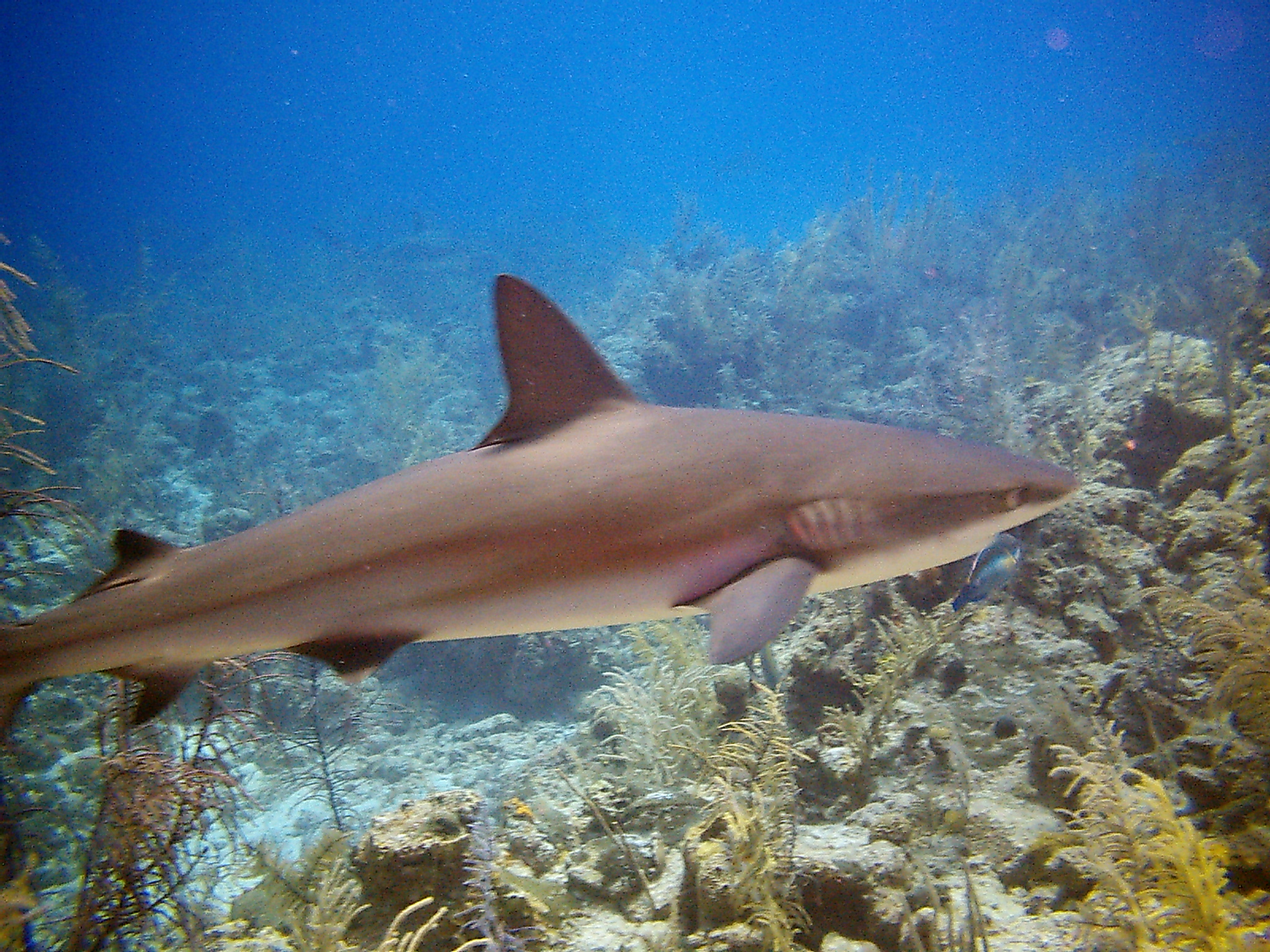 Shark near New Providence, The Bahamas