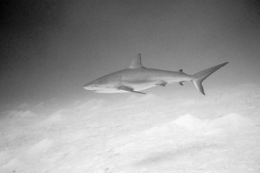 Shark off San Salvador