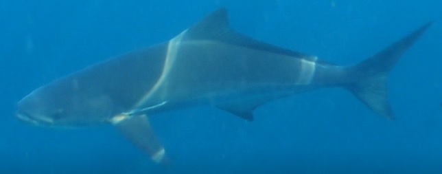 Shark Oman Dimaniyat